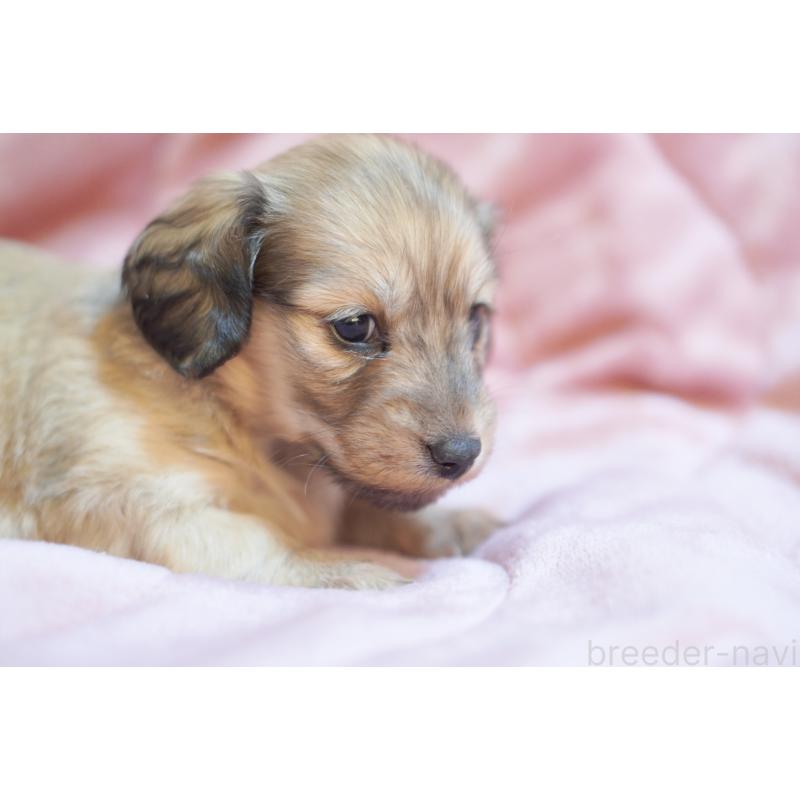 販売中の滋賀県のカニンヘンダックスフンド(ロングヘアード)-450888の4枚目