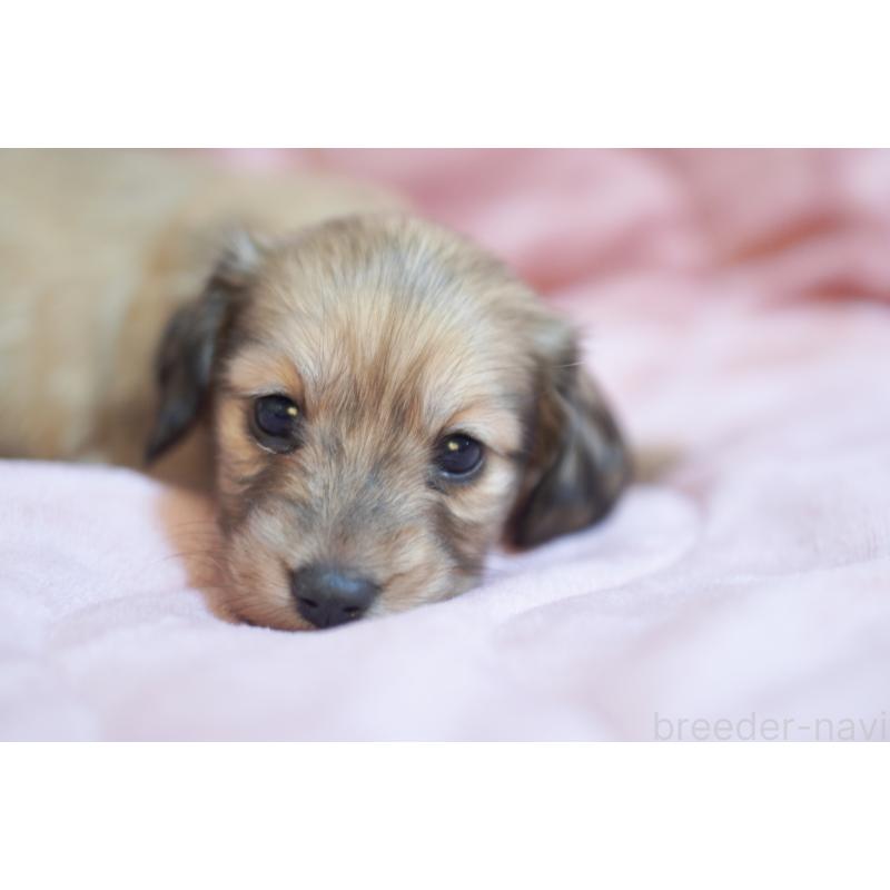 販売中の滋賀県のカニンヘンダックスフンド(ロングヘアード)-450888の3枚目