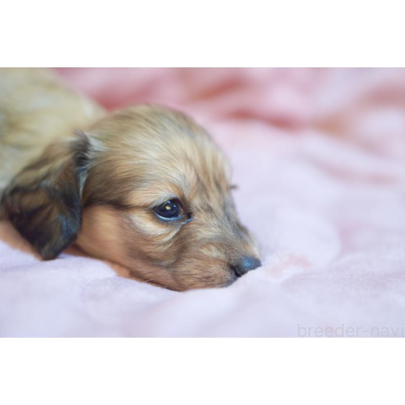 販売中の滋賀県のカニンヘンダックスフンド(ロングヘアード)-450888の2枚目