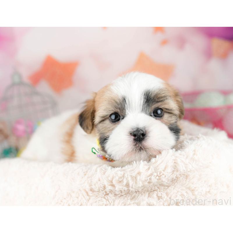 販売中の千葉県のマルシーズー:マルチーズ×シーズー-451142の10枚目