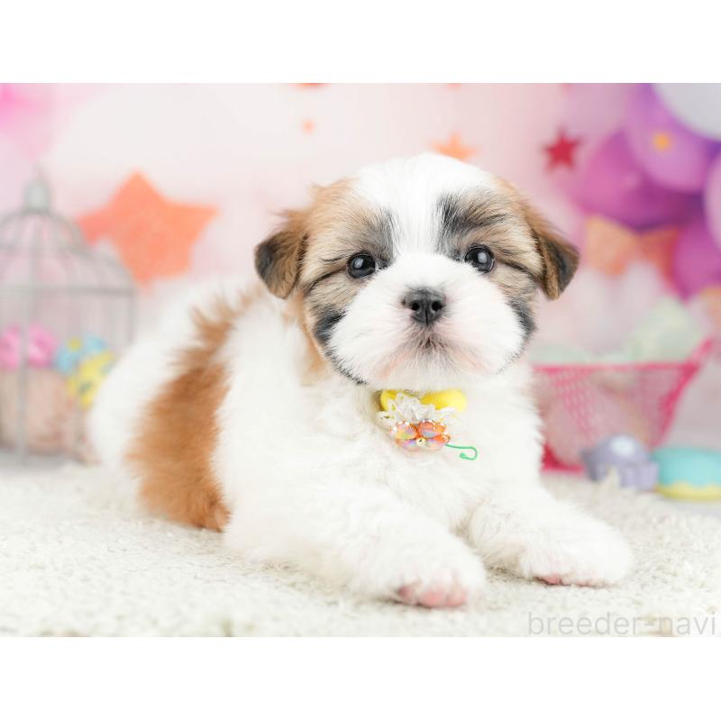 販売中の千葉県のマルシーズー:マルチーズ×シーズー-451142