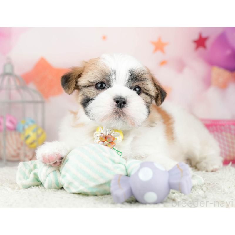 販売中の千葉県のマルシーズー:マルチーズ×シーズー-451142の9枚目