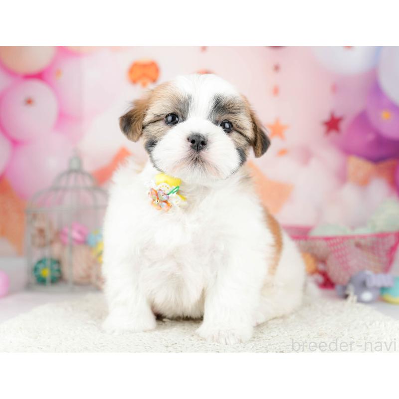 販売中の千葉県のマルシーズー:マルチーズ×シーズー-451142の7枚目