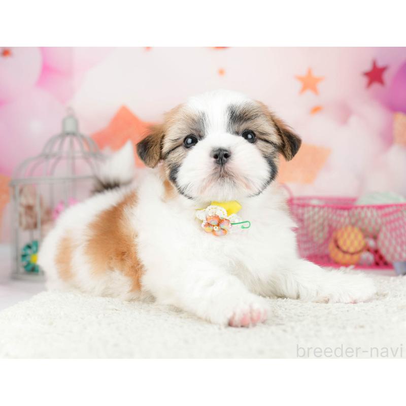 販売中の千葉県のマルシーズー:マルチーズ×シーズー-451142の6枚目