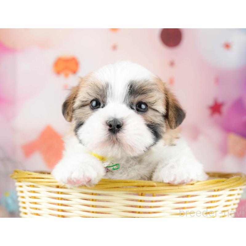 販売中の千葉県のマルシーズー:マルチーズ×シーズー-451142の5枚目