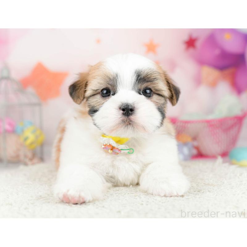 販売中の千葉県のマルシーズー:マルチーズ×シーズー-451142の4枚目