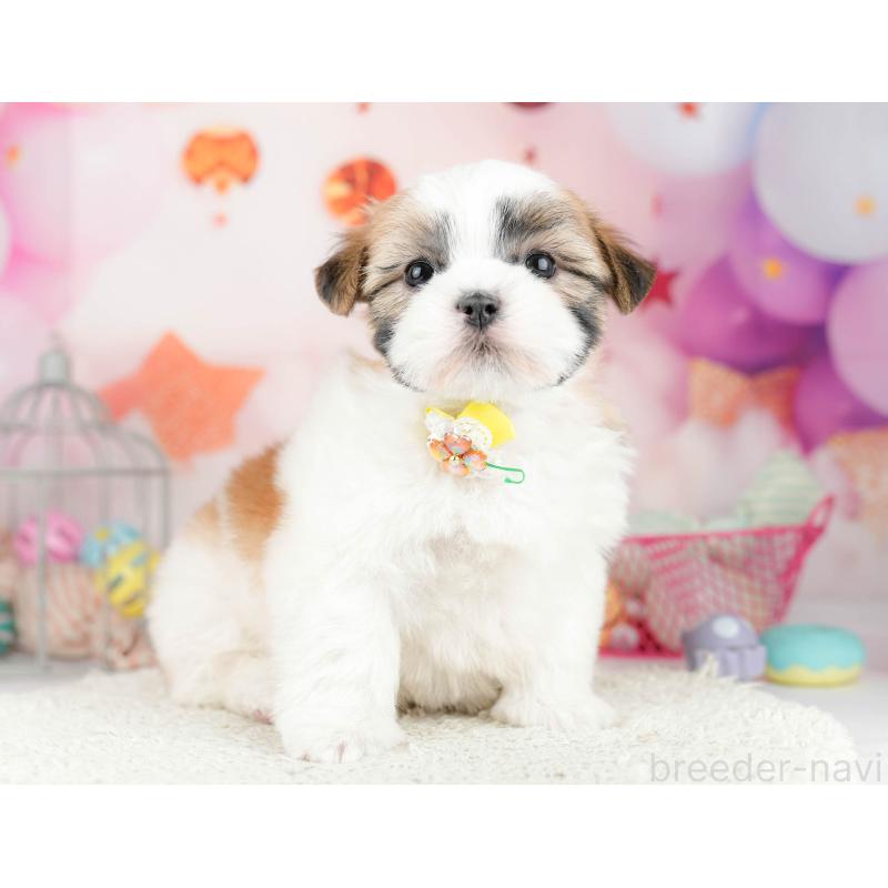 販売中の千葉県のマルシーズー:マルチーズ×シーズー-451142の3枚目