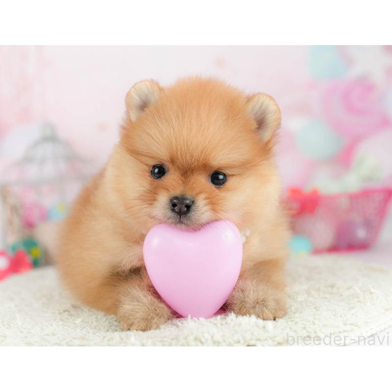 販売中の千葉県のポメラニアン-451139の1枚目