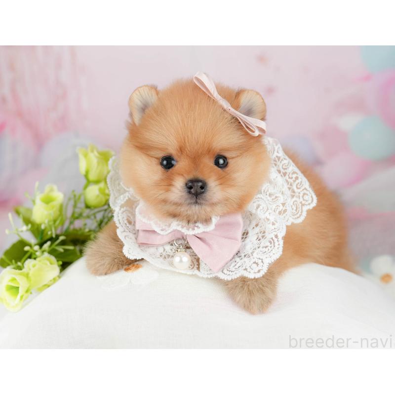 販売中の千葉県のポメラニアン-451139の12枚目