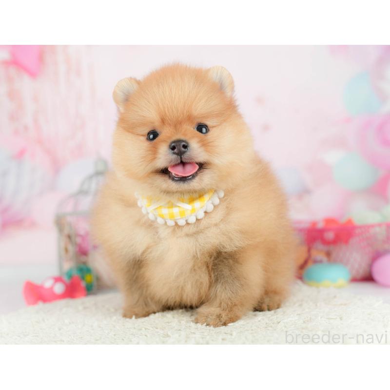 販売中の千葉県のポメラニアン-451139の10枚目