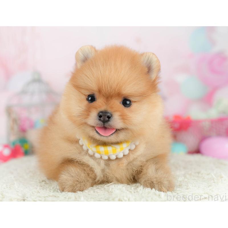 販売中の千葉県のポメラニアン-451139の9枚目