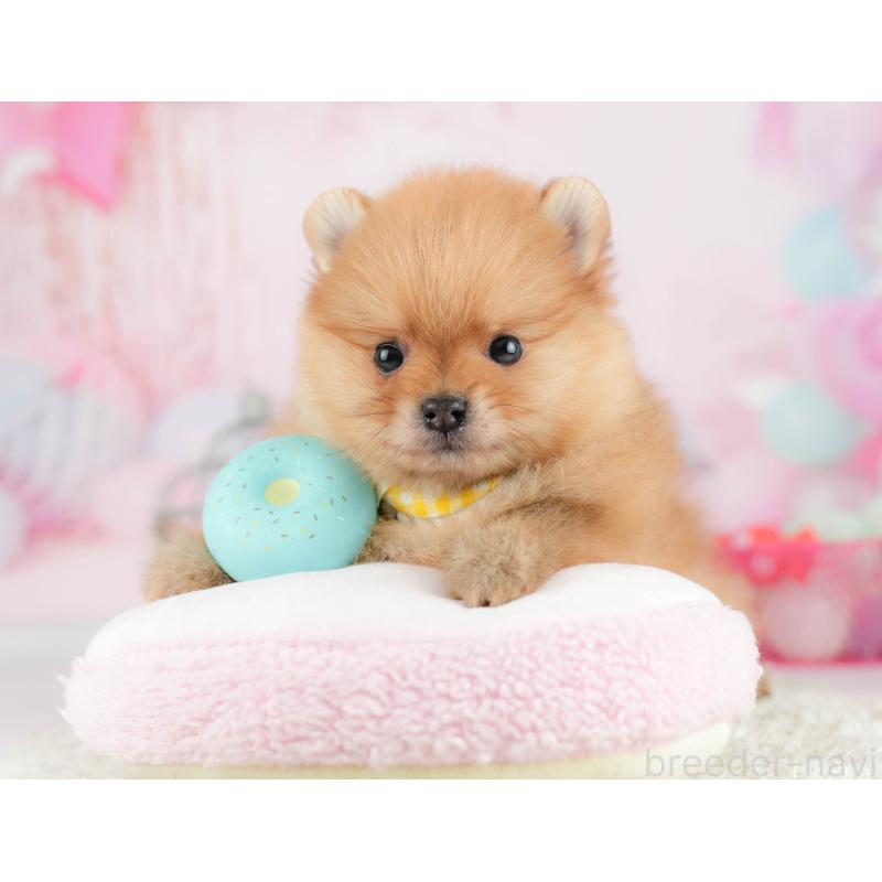 販売中の千葉県のポメラニアン-451139の8枚目