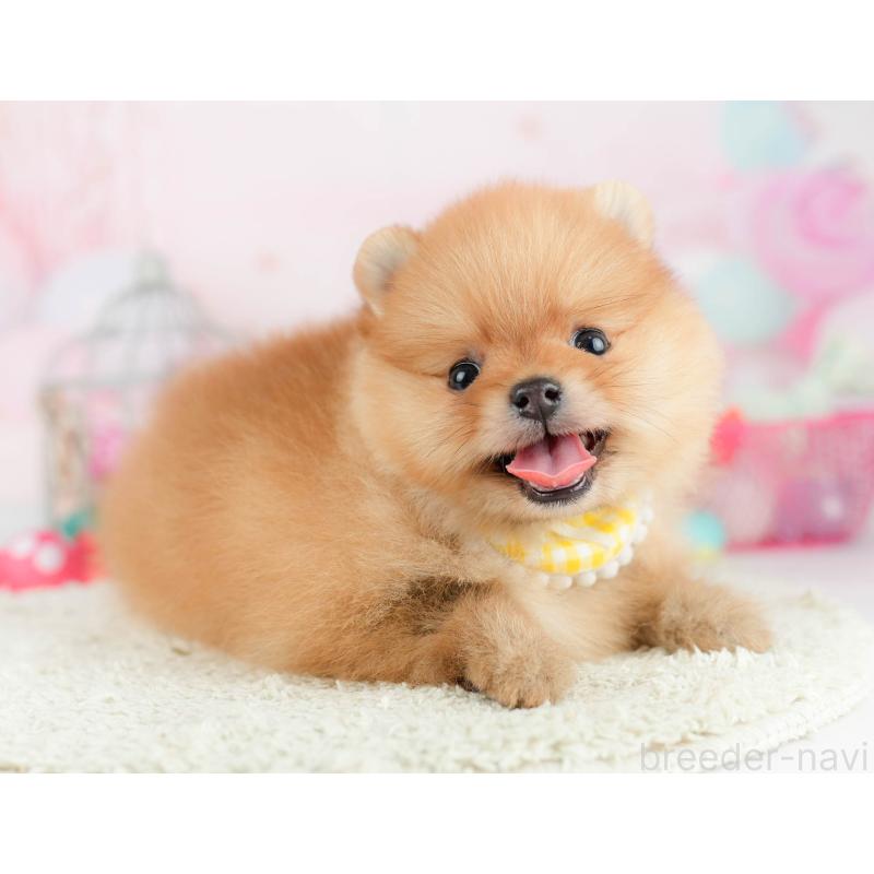 販売中の千葉県のポメラニアン-451139の7枚目