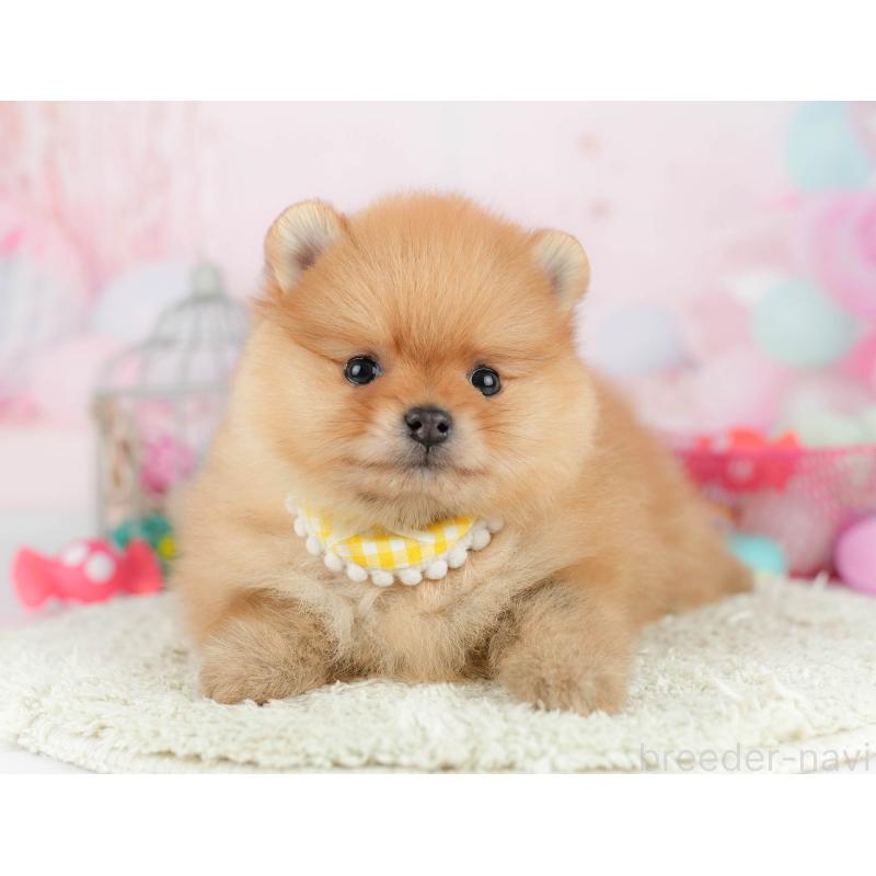 販売中の千葉県のポメラニアン-451139の6枚目