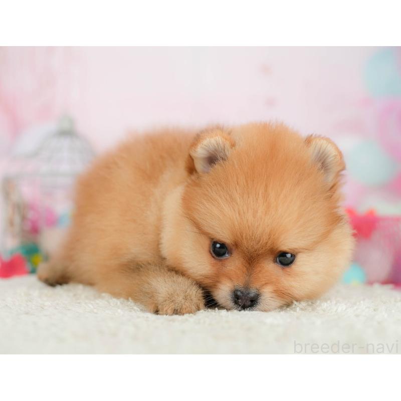 販売中の千葉県のポメラニアン-451139の5枚目