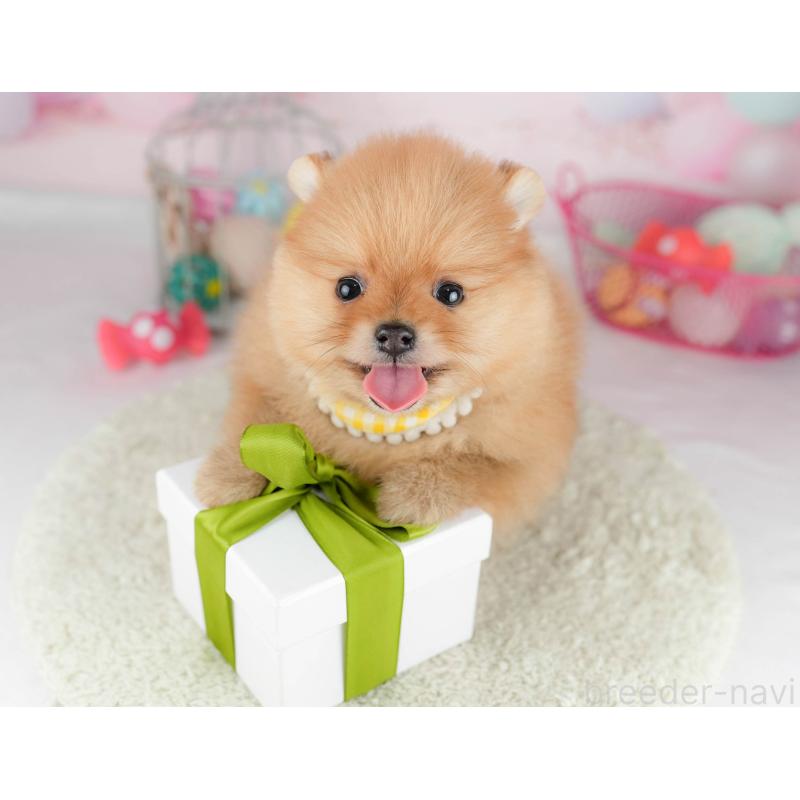 販売中の千葉県のポメラニアン-451139の3枚目