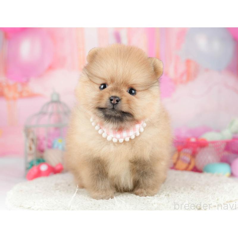 販売中の千葉県のポメラニアン-451137の11枚目