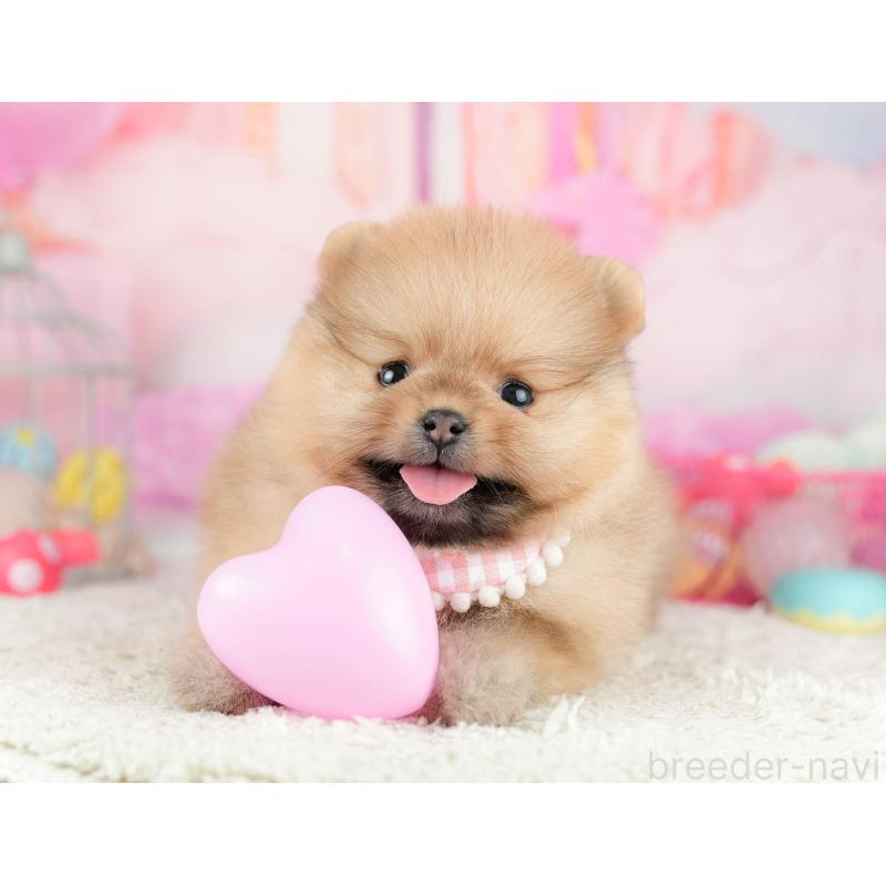 販売中の千葉県のポメラニアン-451137の10枚目