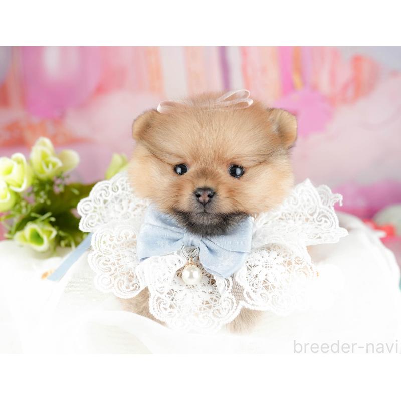 販売中の千葉県のポメラニアン-451137の9枚目