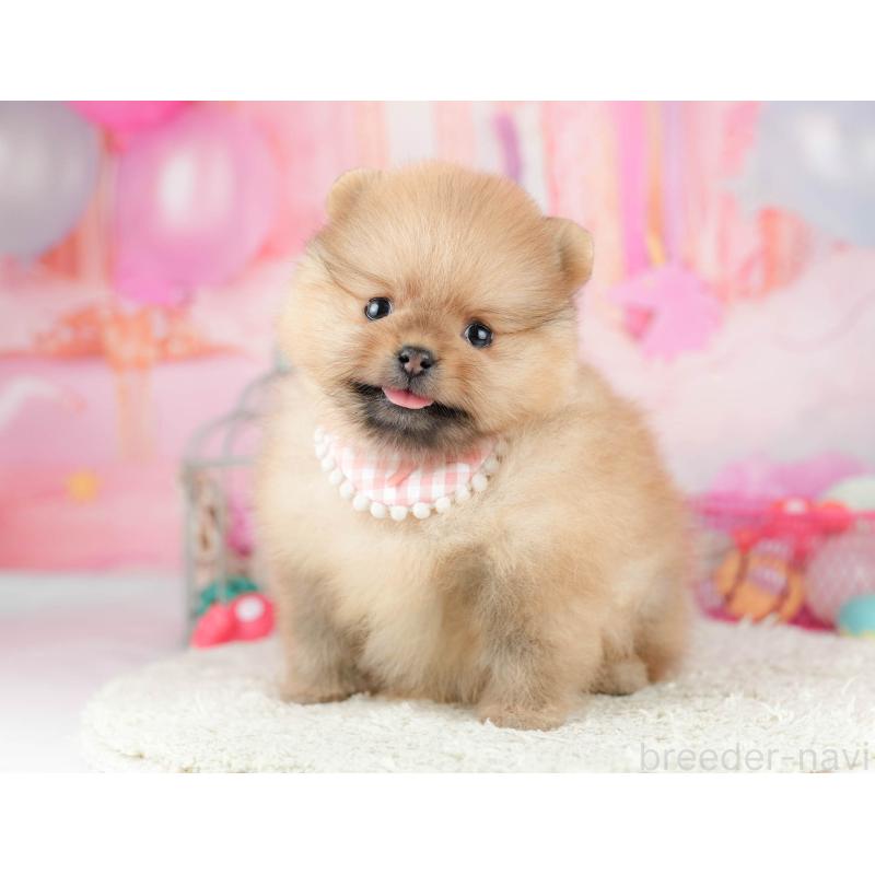 販売中の千葉県のポメラニアン-451137の7枚目