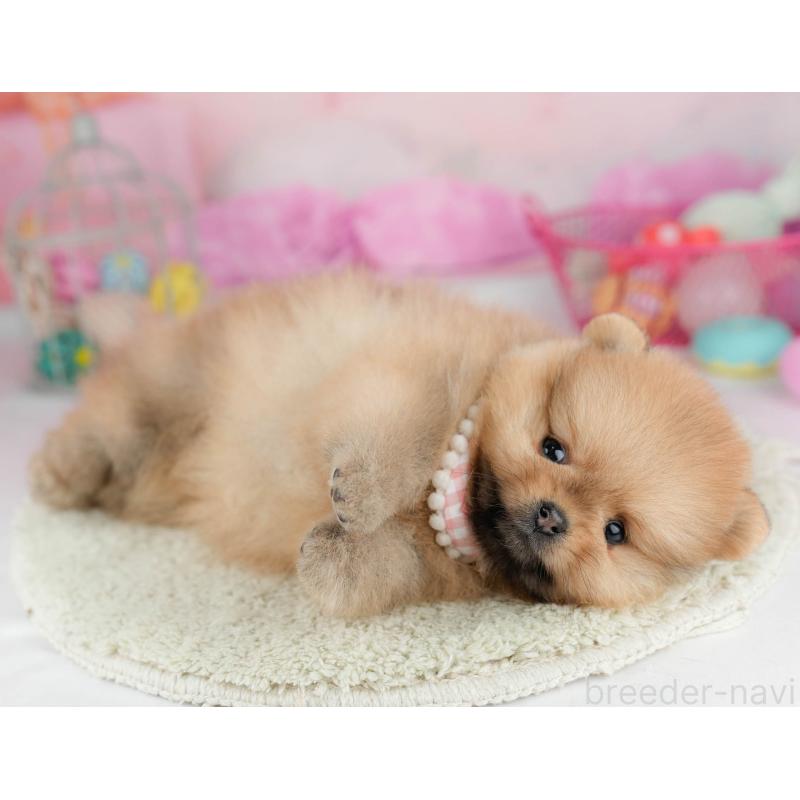 販売中の千葉県のポメラニアン-451137の6枚目