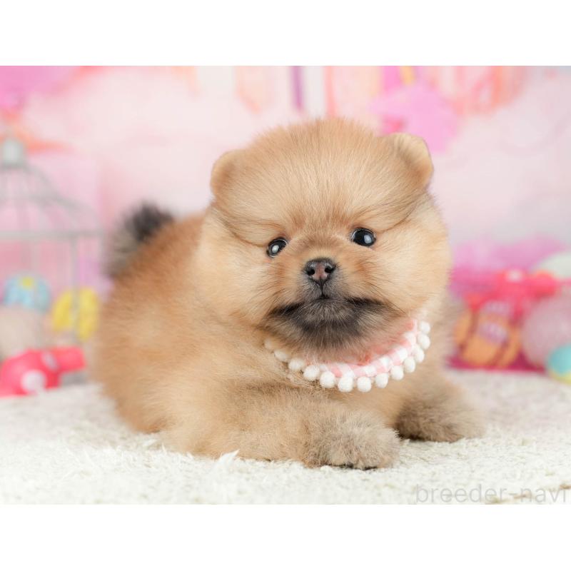 販売中の千葉県のポメラニアン-451137の5枚目
