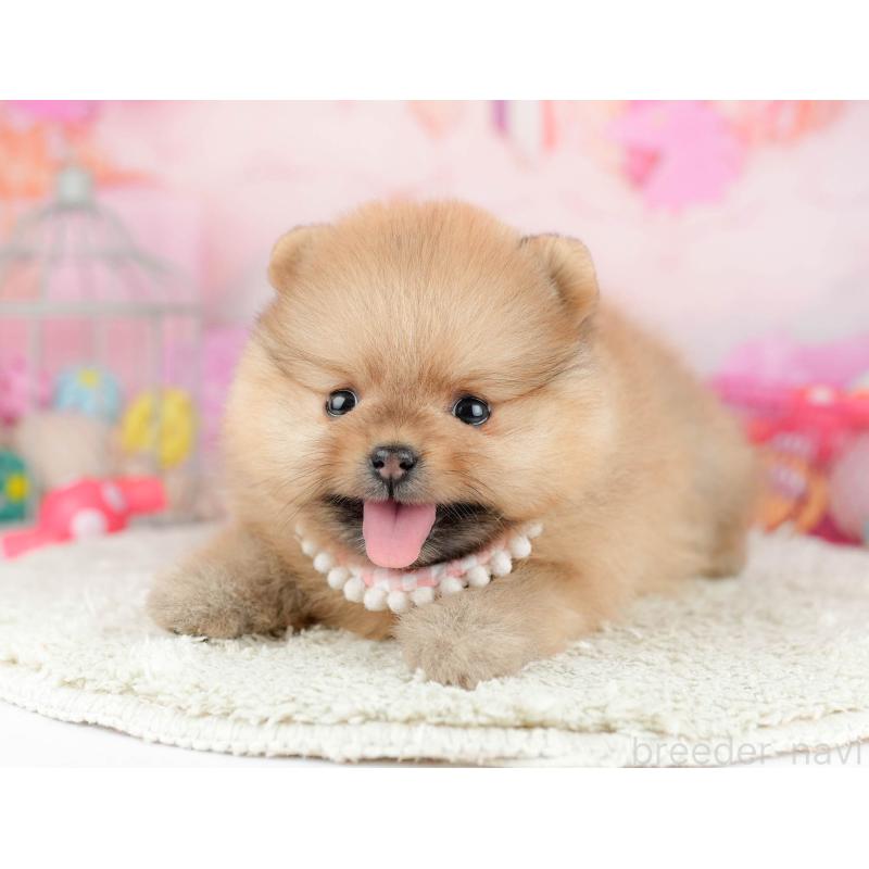 販売中の千葉県のポメラニアン-451137の4枚目