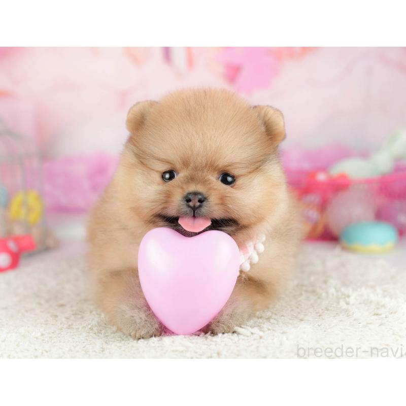 販売中の千葉県のポメラニアン-451137の3枚目