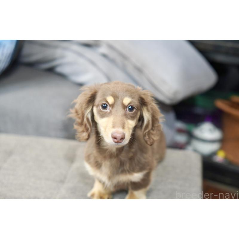 販売中の滋賀県のカニンヘンダックスフンド(ロングヘアード)-450889の35枚目