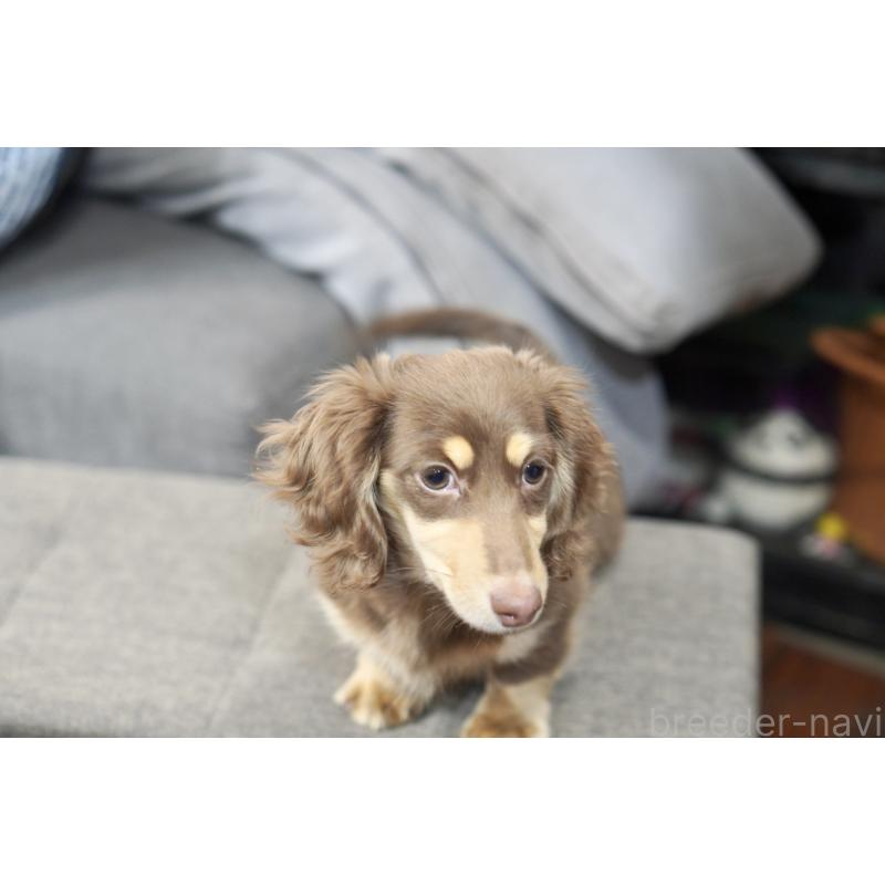 販売中の滋賀県のカニンヘンダックスフンド(ロングヘアード)-450889の34枚目