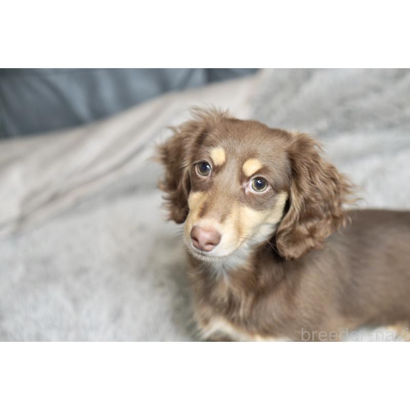 販売中の滋賀県のカニンヘンダックスフンド(ロングヘアード)-450889の32枚目