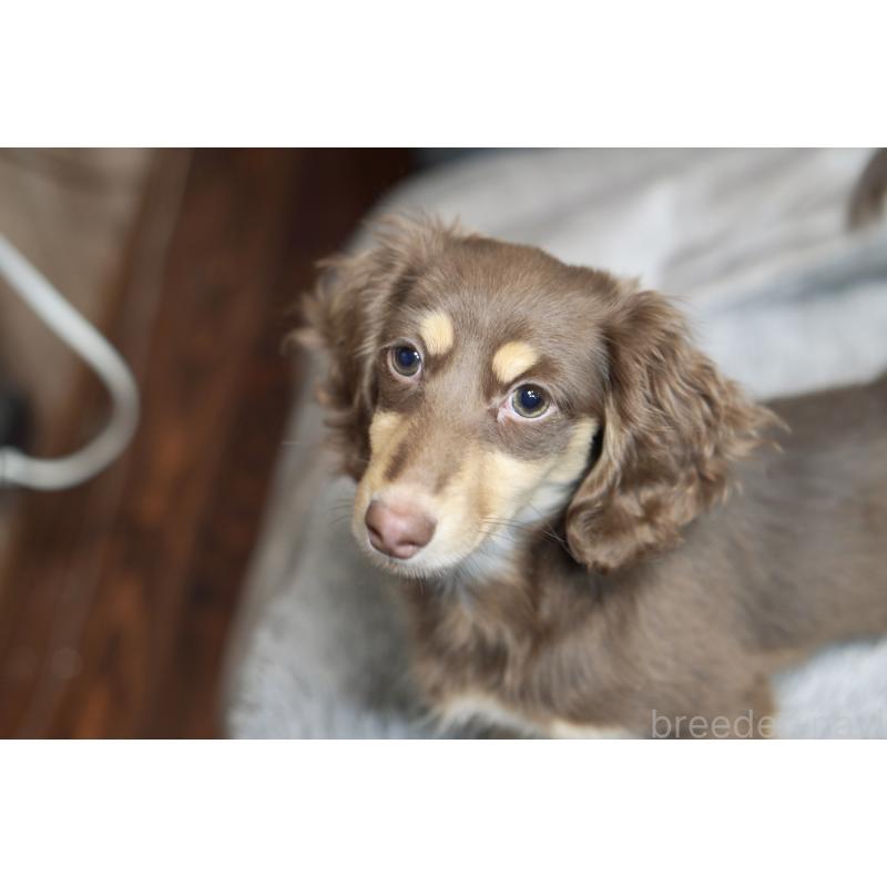 販売中の滋賀県のカニンヘンダックスフンド(ロングヘアード)-450889の31枚目