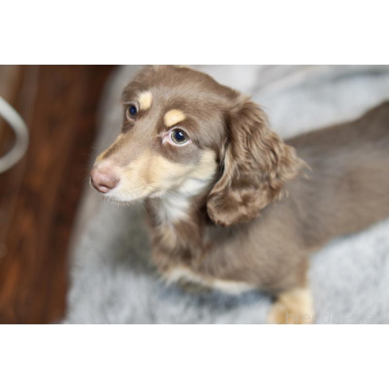 販売中の滋賀県のカニンヘンダックスフンド(ロングヘアード)-450889の30枚目