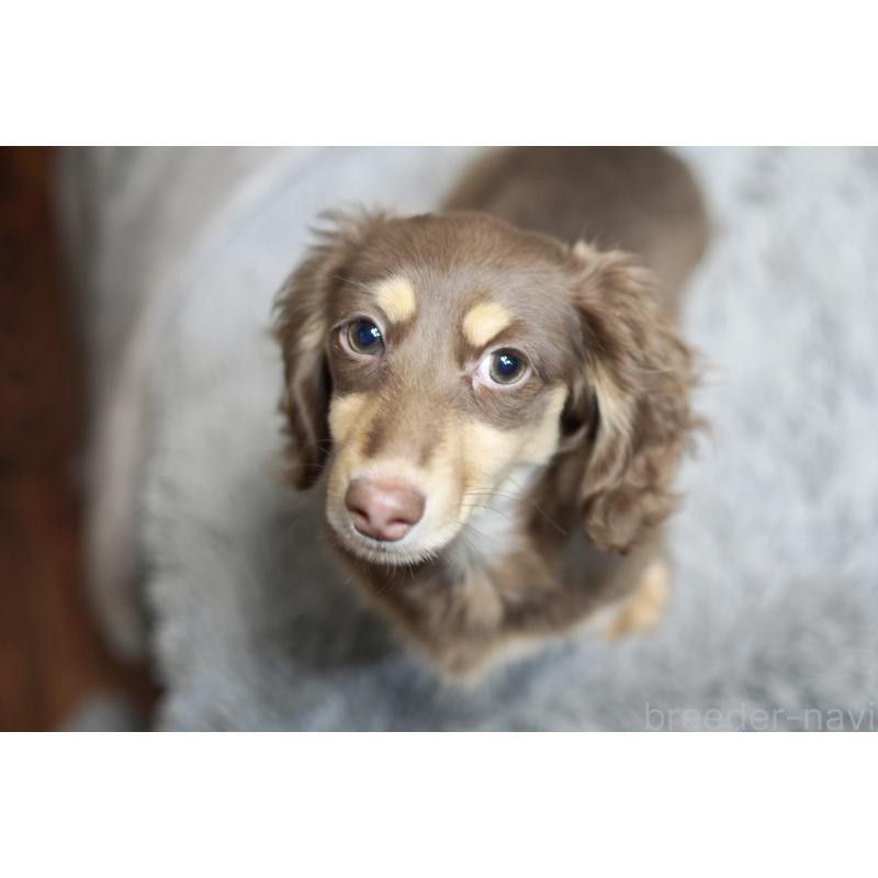 販売中の滋賀県のカニンヘンダックスフンド(ロングヘアード)-450889の29枚目