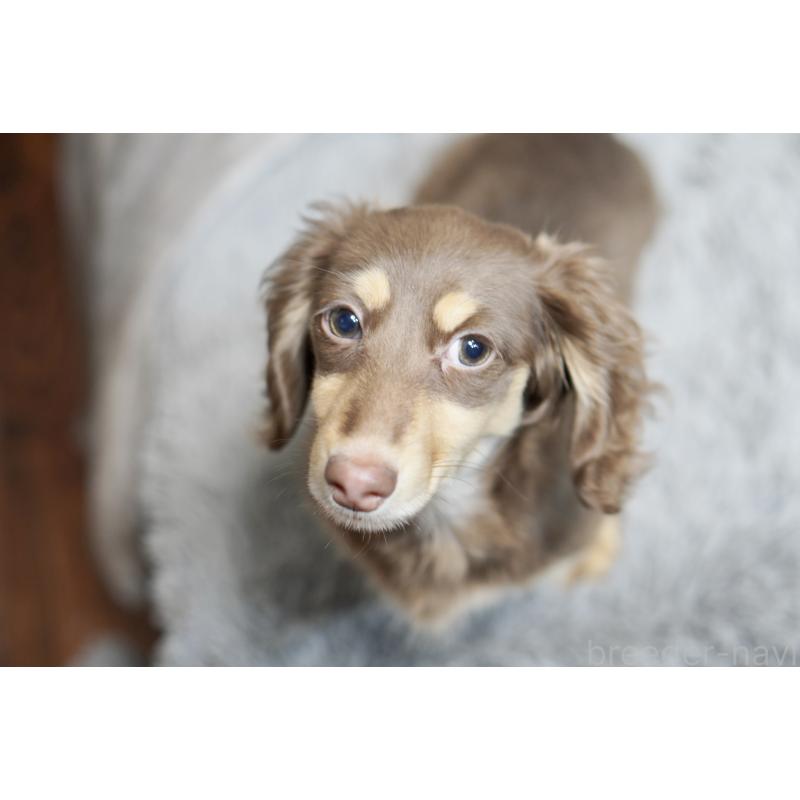 販売中の滋賀県のカニンヘンダックスフンド(ロングヘアード)-450889の28枚目