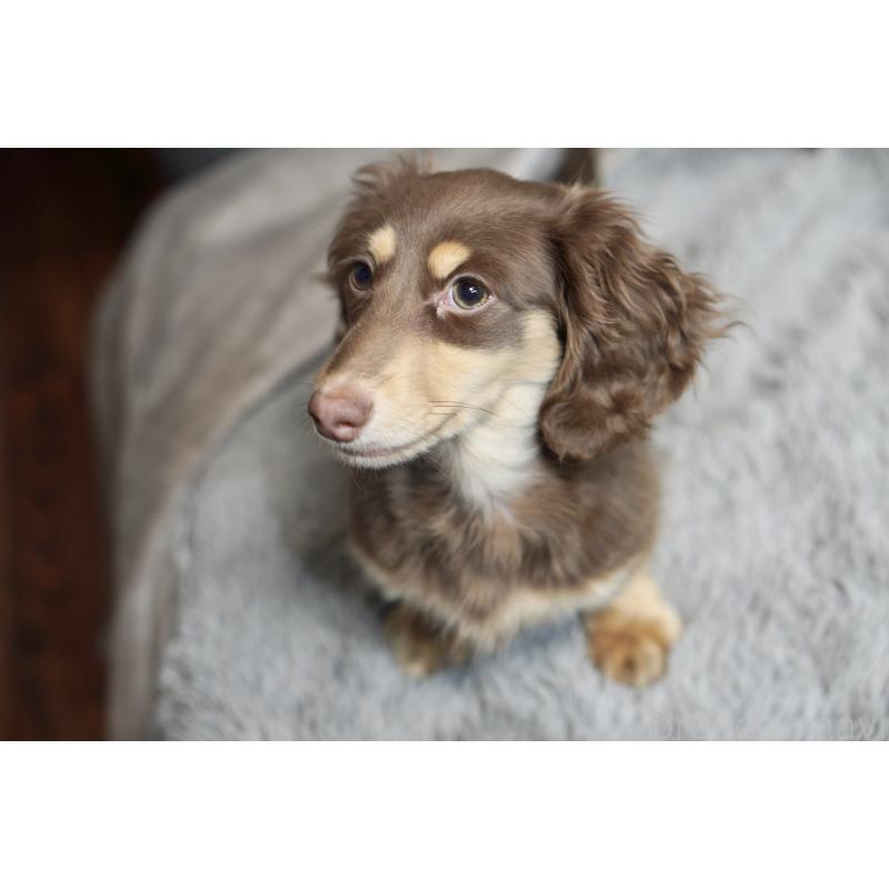 販売中の滋賀県のカニンヘンダックスフンド(ロングヘアード)-450889の25枚目