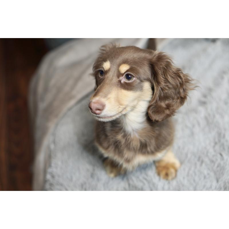 販売中の滋賀県のカニンヘンダックスフンド(ロングヘアード)-450889の24枚目