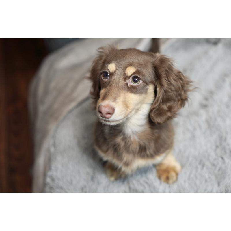 販売中の滋賀県のカニンヘンダックスフンド(ロングヘアード)-450889の23枚目