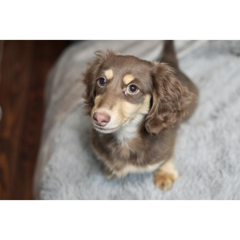 販売中の滋賀県のカニンヘンダックスフンド(ロングヘアード)-450889の22枚目