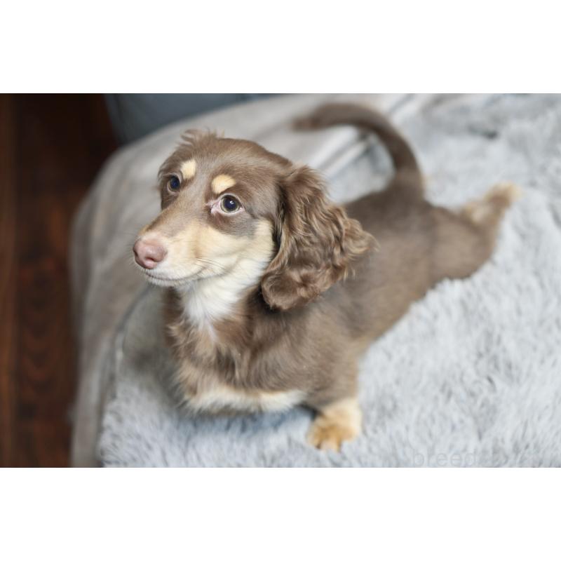 販売中の滋賀県のカニンヘンダックスフンド(ロングヘアード)-450889の20枚目