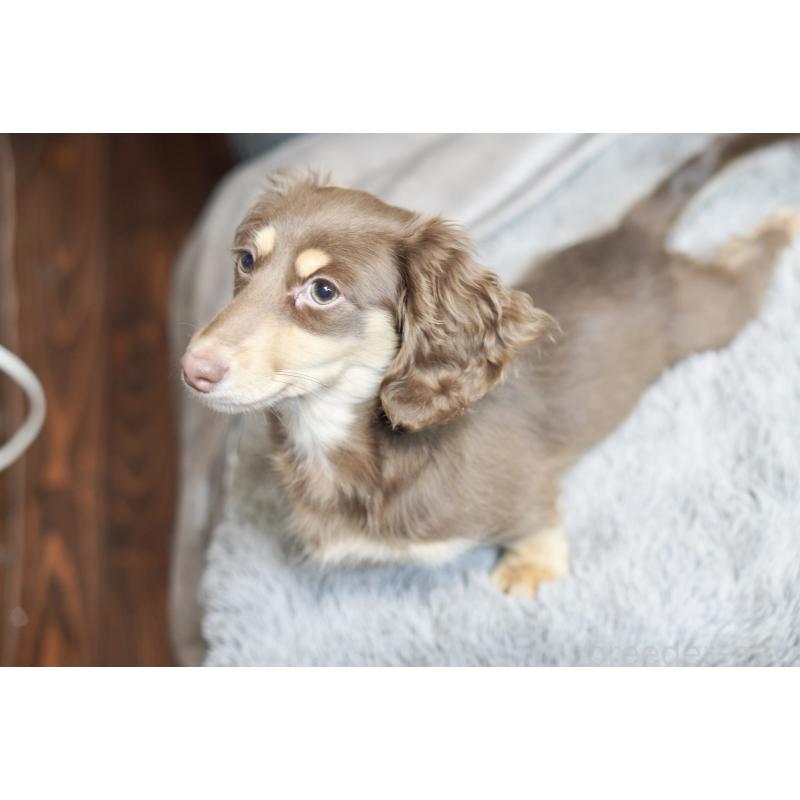 販売中の滋賀県のカニンヘンダックスフンド(ロングヘアード)-450889の19枚目