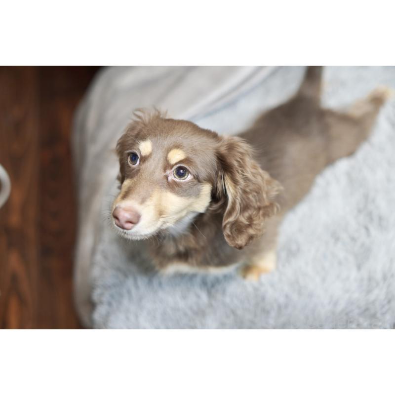 販売中の滋賀県のカニンヘンダックスフンド(ロングヘアード)-450889の18枚目