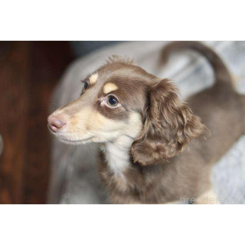 販売中の滋賀県のカニンヘンダックスフンド(ロングヘアード)-450889の17枚目