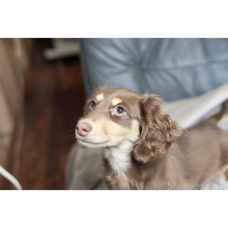 販売中の滋賀県のカニンヘンダックスフンド(ロングヘアード)-450889の16枚目