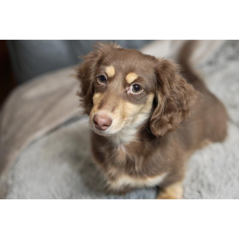 販売中の滋賀県のカニンヘンダックスフンド(ロングヘアード)-450889の15枚目