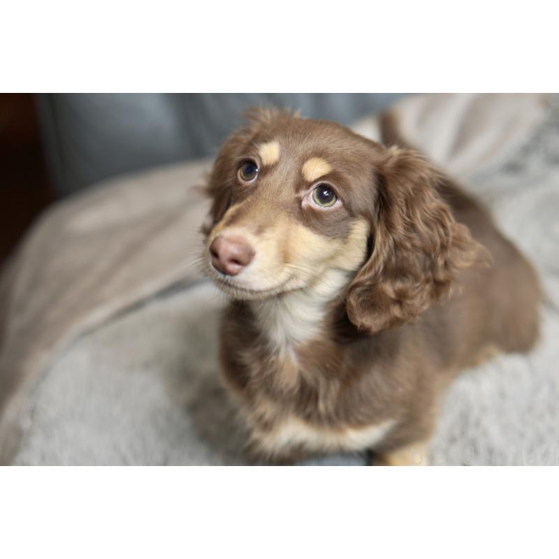 販売中の滋賀県のカニンヘンダックスフンド(ロングヘアード)-450889の14枚目