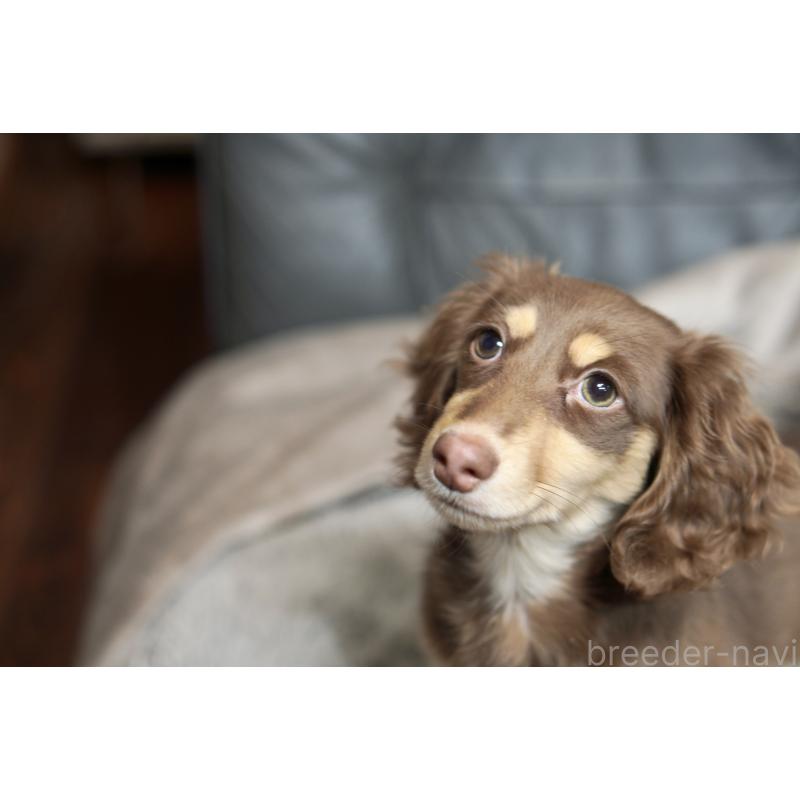 販売中の滋賀県のカニンヘンダックスフンド(ロングヘアード)-450889の13枚目