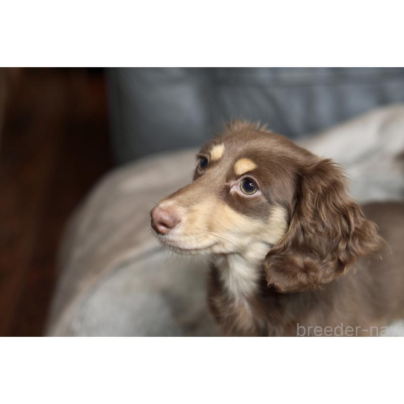 販売中の滋賀県のカニンヘンダックスフンド(ロングヘアード)-450889の12枚目