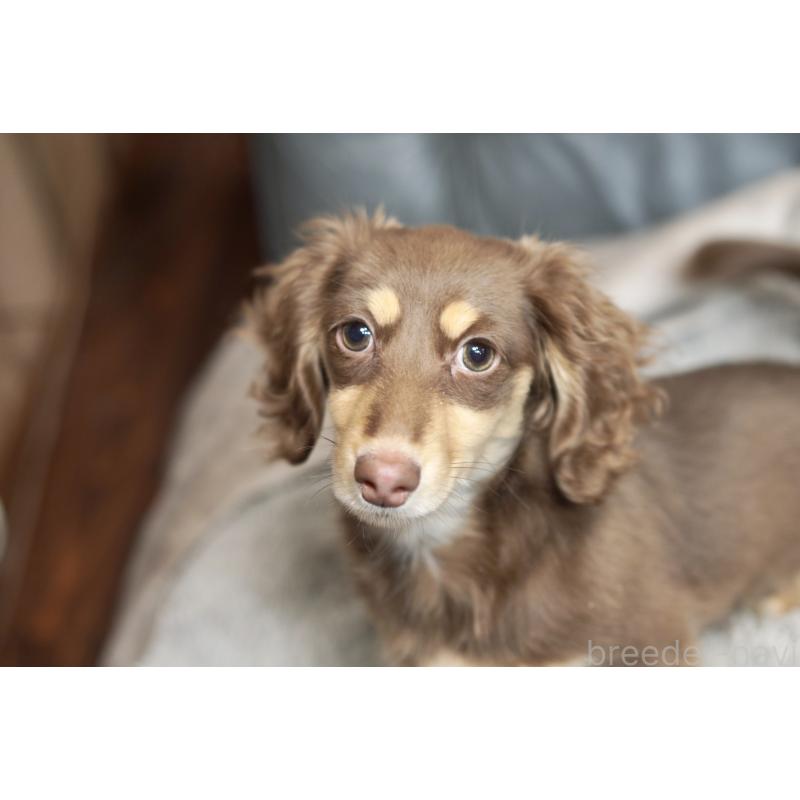 販売中の滋賀県のカニンヘンダックスフンド(ロングヘアード)-450889の11枚目