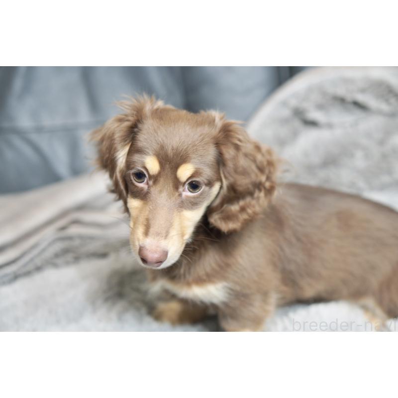 販売中の滋賀県のカニンヘンダックスフンド(ロングヘアード)-450889の10枚目